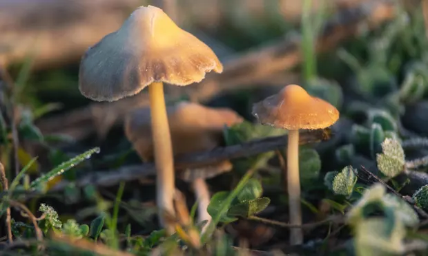 psychedelic mushrooms - Photograph: David Herraez/Alamy